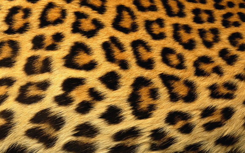 animal skin, spotted, animal body part, animal, close-up, one animal, full frame, abstract, big cat, Print, animal wildlife, pattern, backgrounds, animal hair