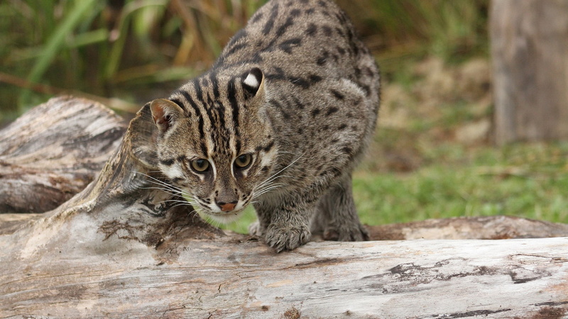 no people, feline, animal wildlife, focus on foreground, plant, animals in the wild, wood - material, carnivora, cat, animal skin, portrait, jaguar, one animal