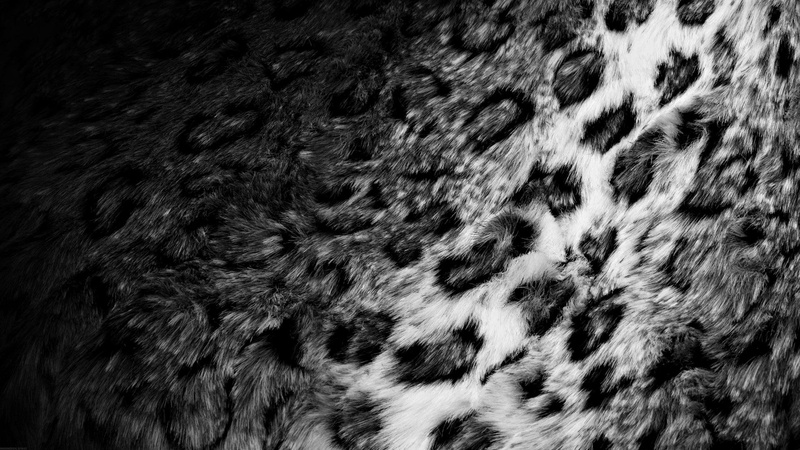 grayscale, fur, 1080P, photo, leopard, photography, 1920x1080, skin