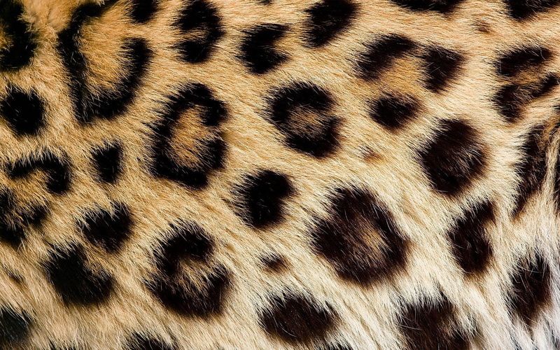 leopard skin, 720P