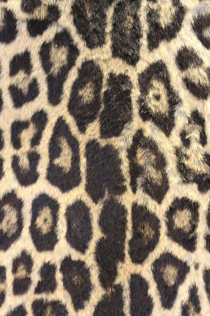 pattern, mammal, one animal, 5K, natural pattern, fur, animal wildlife, backgrounds, animal, dots, zoo, full frame, bold, spotted, animal skin, taupe