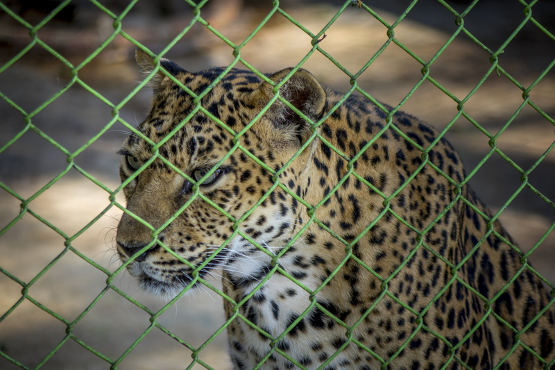 boundary, feline, wildlife, skin, vertebrate, cat, animal themes, jungle, safari, animal, pets, no people, fence, whisker, focus on foreground, mouth open
