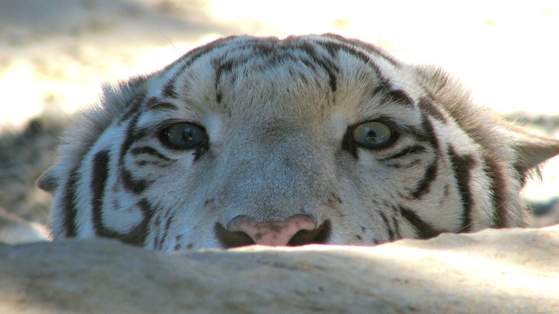 1080P, big cat, leopard, cougar, tiger, animals, feline, wildcat, predator, animal, carnivore, cute, cat, mammal, animal skin, snow leopard, fur, domestic