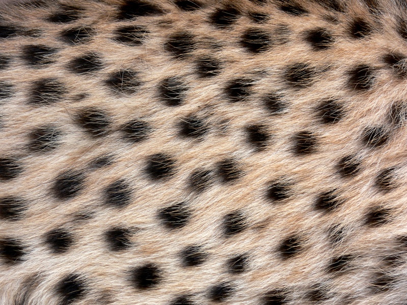 one animal, mammal, animal wildlife, dots, feline, spots, animal hair, leopard, wild animal, fur, full frame, animal body part, close-up, africa, big cat