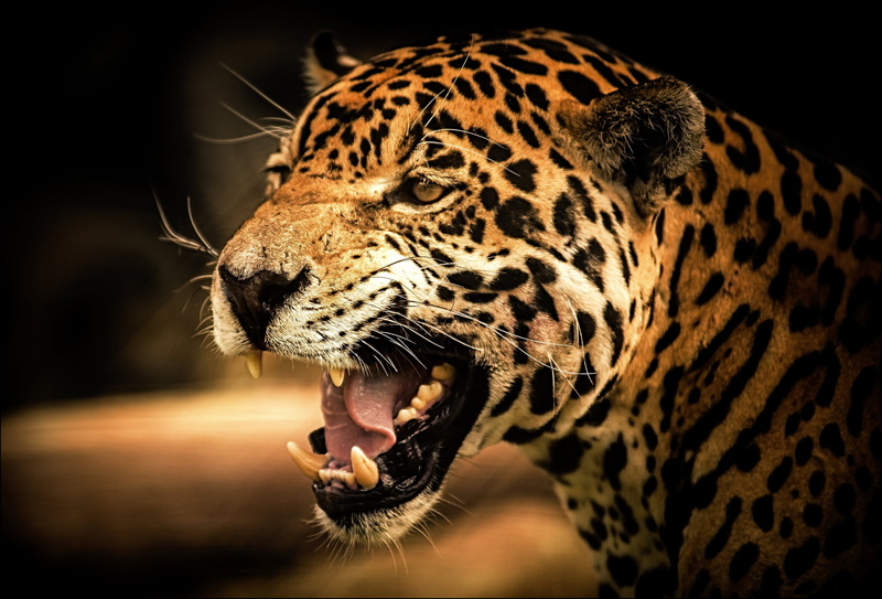 anger, safari, undomesticated Cat, black Color, nature, tropical Rainforest, mouth open, teeth, close-up, endangered Species, mouth, vertebrate, cat, wildlife