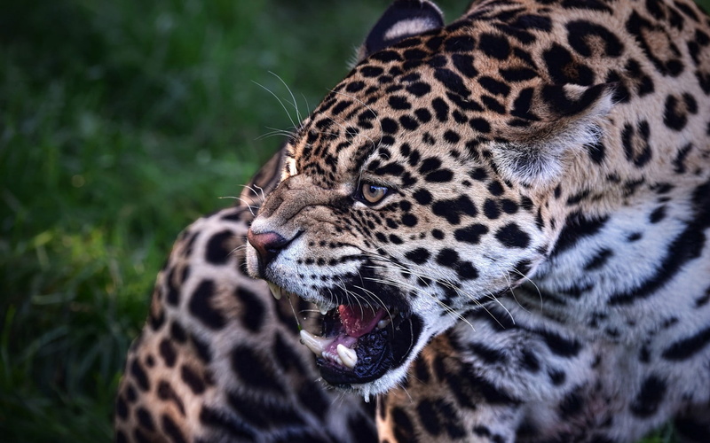 aggression, looking, black Color, wild cat, snarling, adult, feline, close-up, endangered Species, wildlife, mouth open, animal, focus on foreground, undomesticated Cat