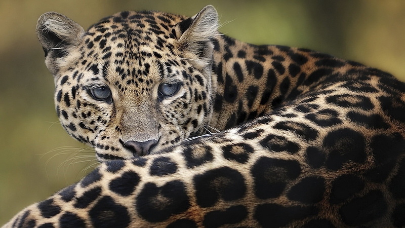 adult, zoo, animal markings, animal Skin, outdoors, wildlife Reserve, african Leopard, big Cat, safari Animals, animal themes, mammal, looking at camera