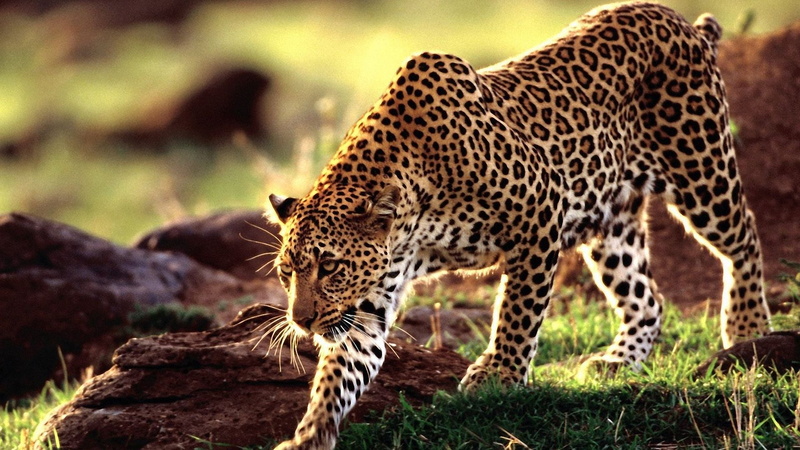 cat, animal wildlife, whisker, big cat, animal, animal themes, fur, 1080P, predator, no people, wild, feline, animals in the wild, day, one animal, focus on foreground