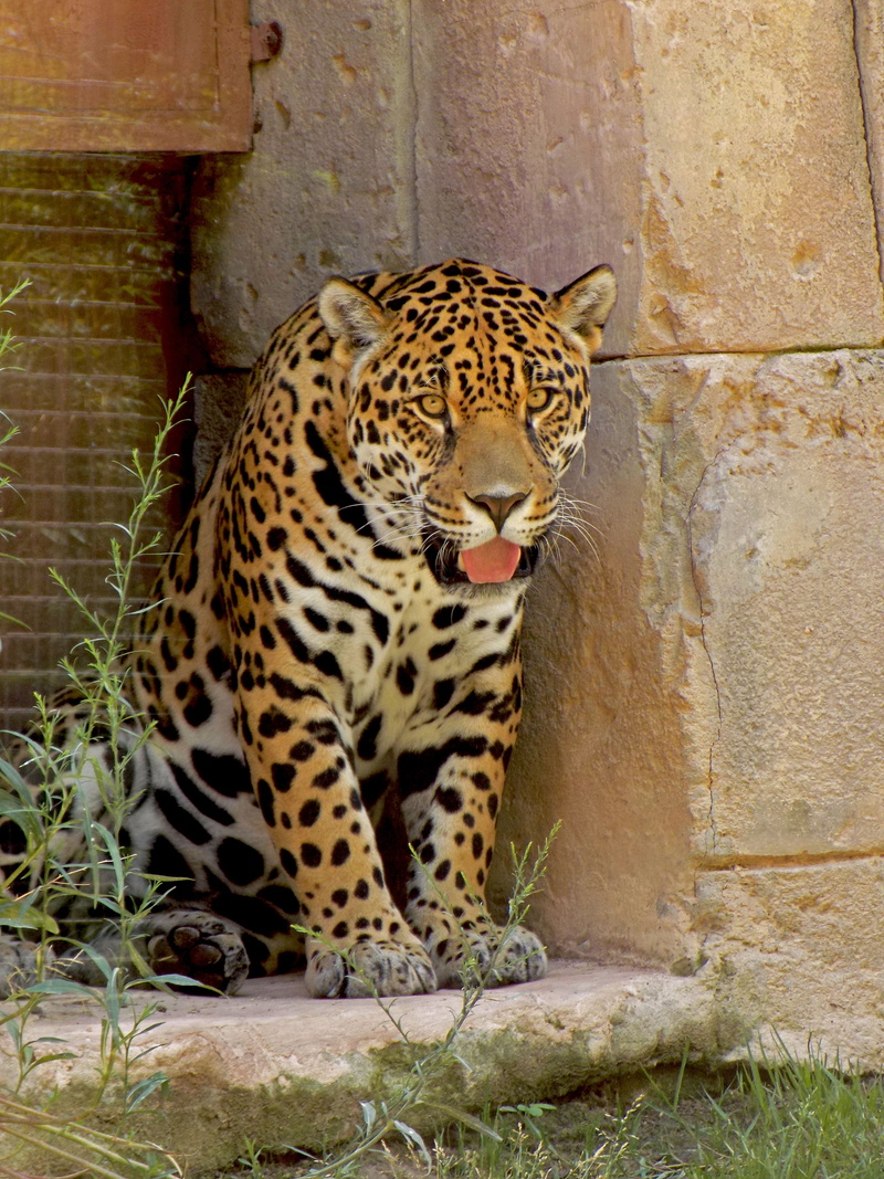 vertebrate, relaxation, outdoors, 5K, fur, spotted, zoo, undomesticated cat, leopard, jaguar, mammal, skin, animals in captivity, big, nature, no people