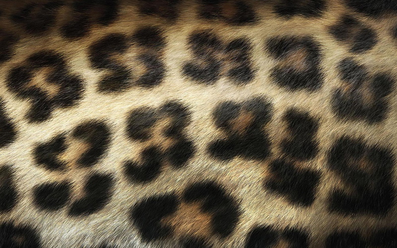 Spot, feline, Wool, africa, striped, brown, textile, no People, full frame, wildlife, 1080P, close-up, camouflage, spotted, Leopard, pattern, backgrounds