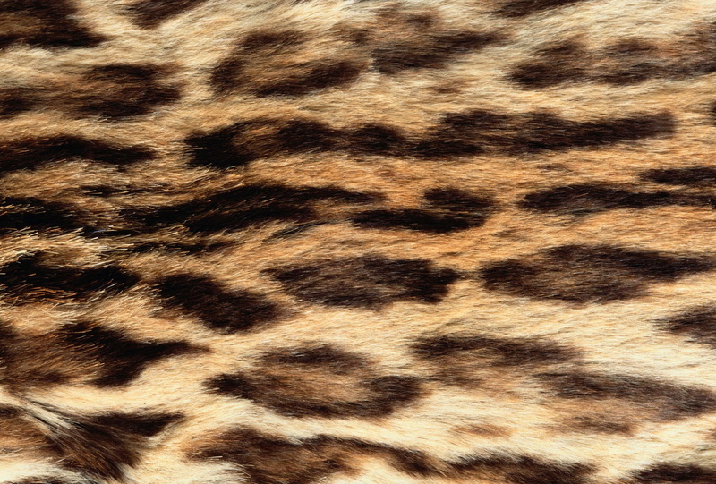 backgrounds, animal themes, black, animal wildlife, leopard, cat, one animal, textile, brown, animal texture, feline, undomesticated cat, background desktop