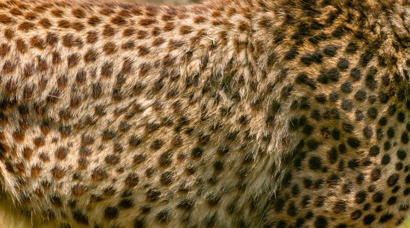 zoo, close-up, big cat, safari, animal themes, brown, animal hair, panther, no people, black, abstract, animal, texture, animal markings, animal skin, cat