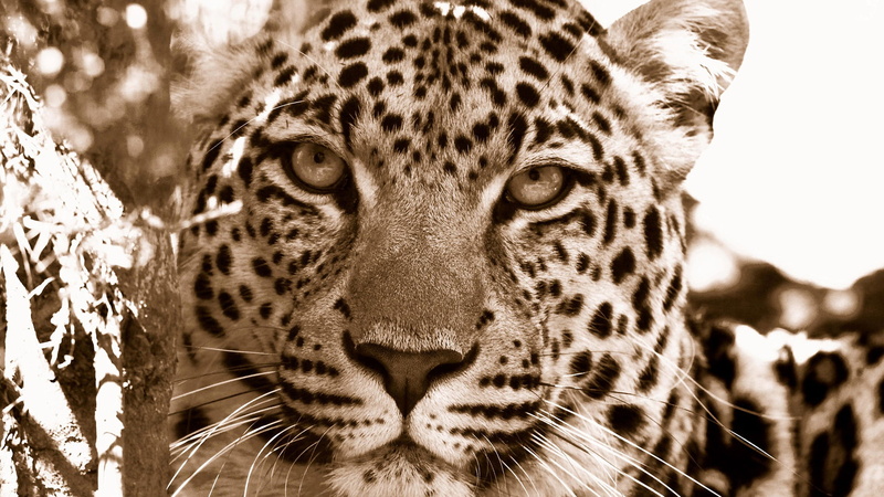 portrait, leopard, outdoors, fur, animal skin, no people, undomesticated cat, big cat, animals, animal, vertebrate, 1080P, day, jaguar, animal themes