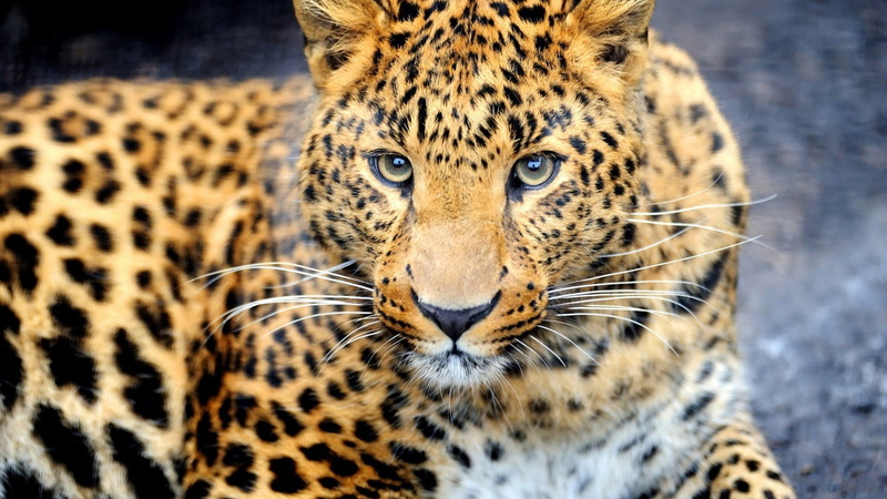 focus on foreground, whisker, one animal, animal wildlife, spotted, no people, animal skin, big cat, carnivora, animals in the wild, animal head, 1080P