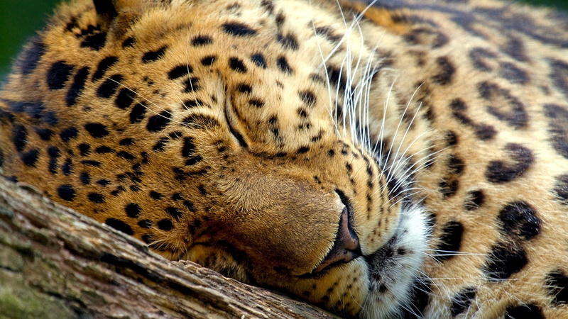 resting, animals in the wild, animals, animal head, cheetah, animal skin, whisker, no people, spotted, animal markings, feline, relaxation, one animal