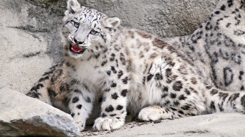 day, cat, mouth open, nature, leopard, animal wildlife, one animal, vertebrate, spotted, whisker, animals in the wild, animal themes, 1080P, animals, big cat