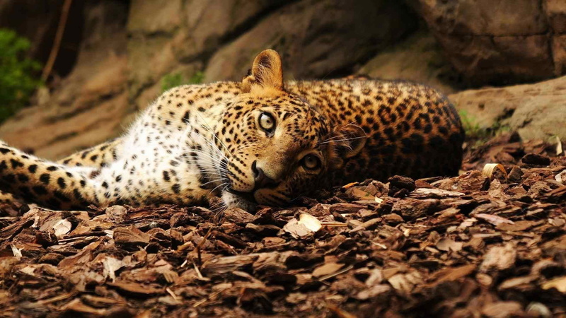 no people, vertebrate, animal wildlife, wild, feline, animals in the wild, mammal, spotted, leopard, nature, animals, survival, animal, animal themes, cheetah