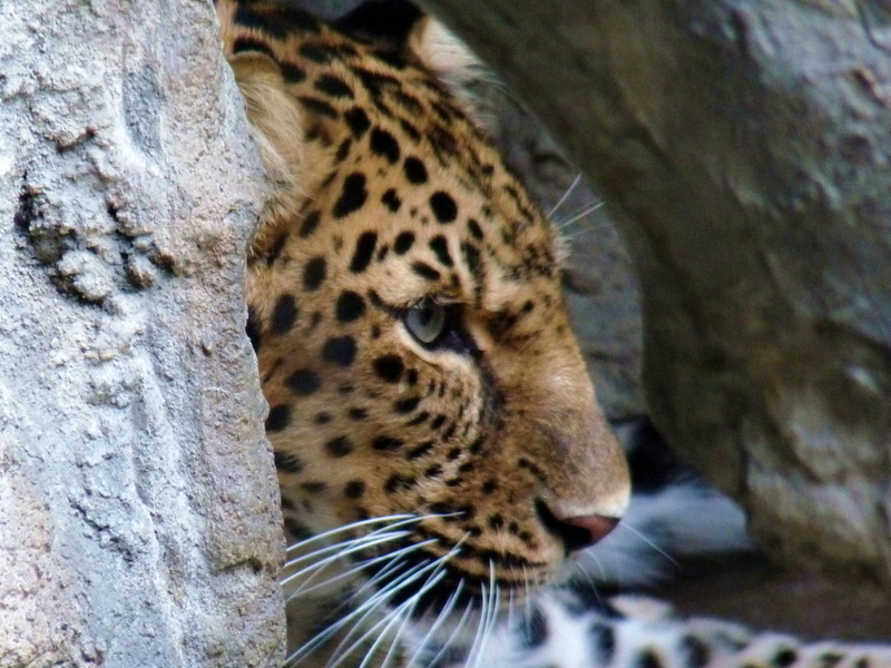 feline, animals in the wild, jungle, no people, looking, animal, nature, wildlife, spot, one animal, outdoors, 1080P, looking away, cheetah, carnivora