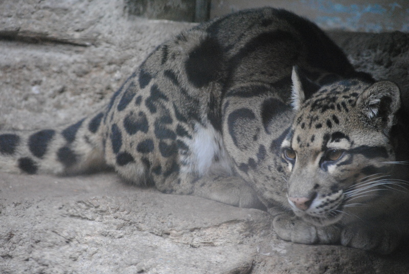 black, print, nature, close-up, safari, textile, zoo, africa, design, animal, jaguar, endangered, panther, relaxation, outdoors, animal wildlife, one animal
