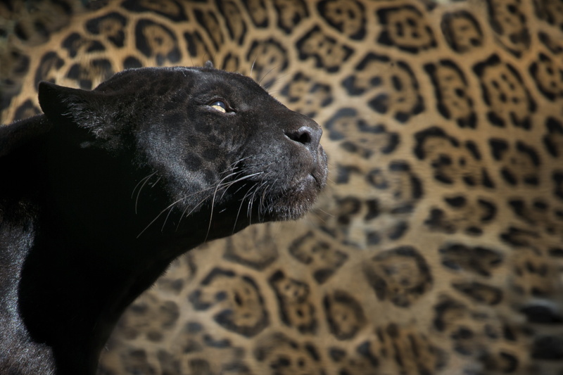 black, one animal, wildlife, domestic, leopard, close-up, spotted, animal mouth, looking, pets, animal body part, africa, black panther, 4K, animal themes