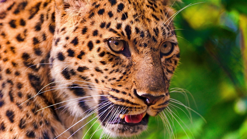 mammal, outdoors, animal body part, one animal, predator, animals in the wild, whisker, wild, carnivora, close-up, animal themes, animal, nature, animal head