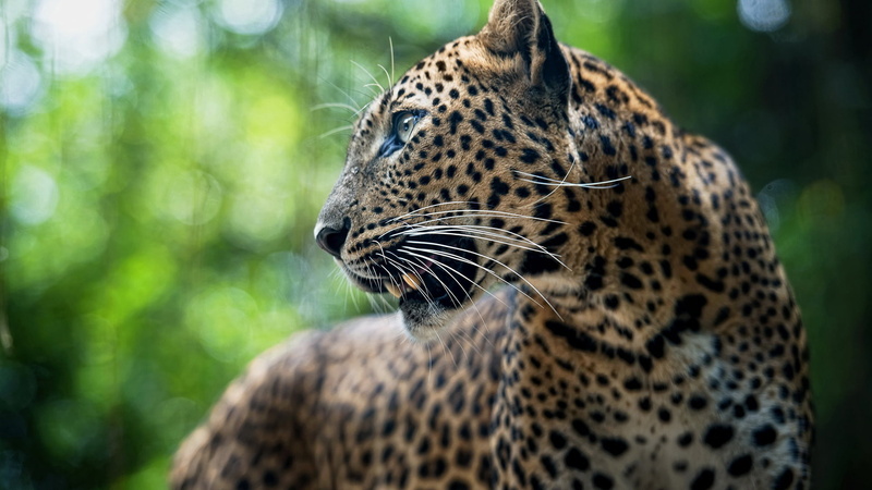 cat, predator, big cat, tree, whisker, one animal, wild, animals in the wild, animal themes, undomesticated cat, feline, animal head, 1080P, animal skin
