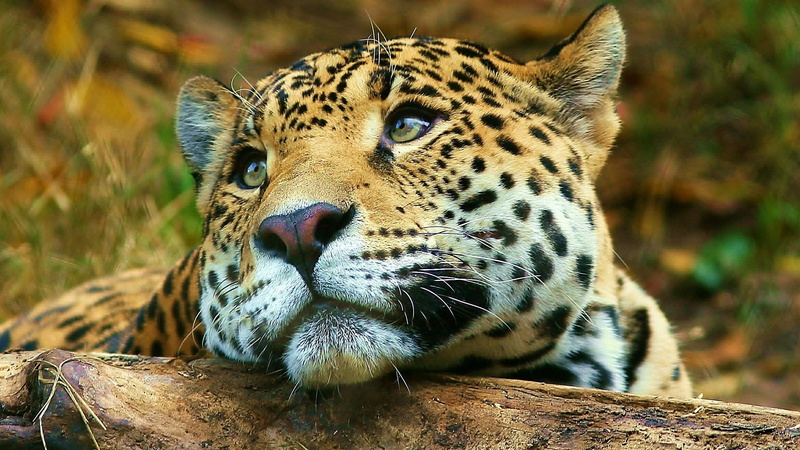leopard skin, leopard print, HD, Amazing, 1920x1080, Animal, 1080P, leopard