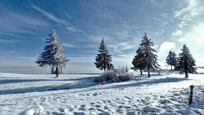 snow, trees, Download 3840x2160 Trees, winter backgrounds, 4K