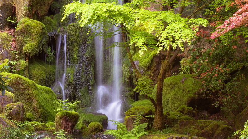 green color, flowing water, long exposure, waterfall, land, forest, nature, non-urban scene, foliage, no people, rock, flowing, power in nature, beauty in nature