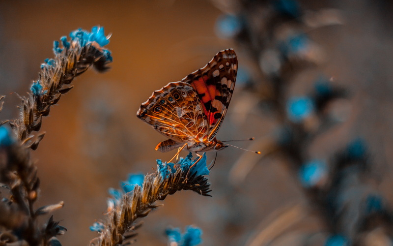 blue, 4k ultra hd background, blur, animals, macro, butterfly, insects, nature, 4K, flowers