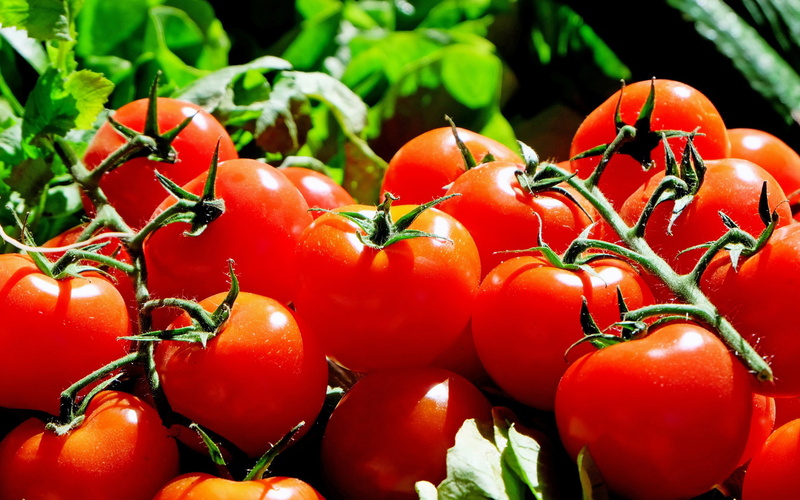 twig backgrounds, download 3840x2400 tomato, vegetable, tomato, 4K, Background Ultra HD 4K
