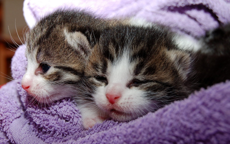 Cute, Background Ultra HD 4K, babies backgrounds, 4K, kittens
