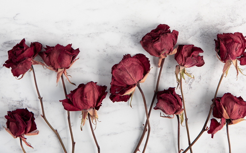 roses, 4k ultra hd background, blur, flowers, 4K, dry, white background, red, stems, dried