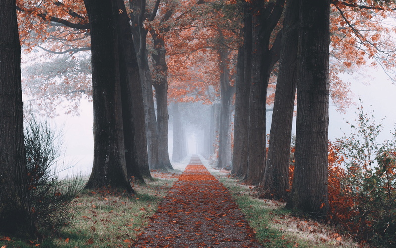 foliage, autumn, forest, frost, leaves, hoarfrost, nature, path, grass, 4k ultra hd background, dry, landscapes, 4K, fog, trees