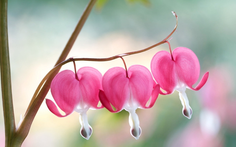 Bleeding, Pink, Flowers, 720P, Heart