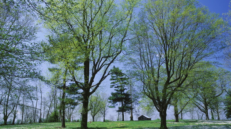 trees, landscapes, meadow, grass, view, beautiful, nice, grove, black, leaves, picture, seasons, 1080P, spring