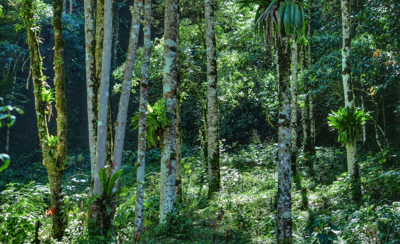 trunk, bamboo grove, arvores, grama, verde, rainforest, natureza, land, 1080P, no people, vida, growth, tranquil scene, life, leafed, selva, non-urban scene