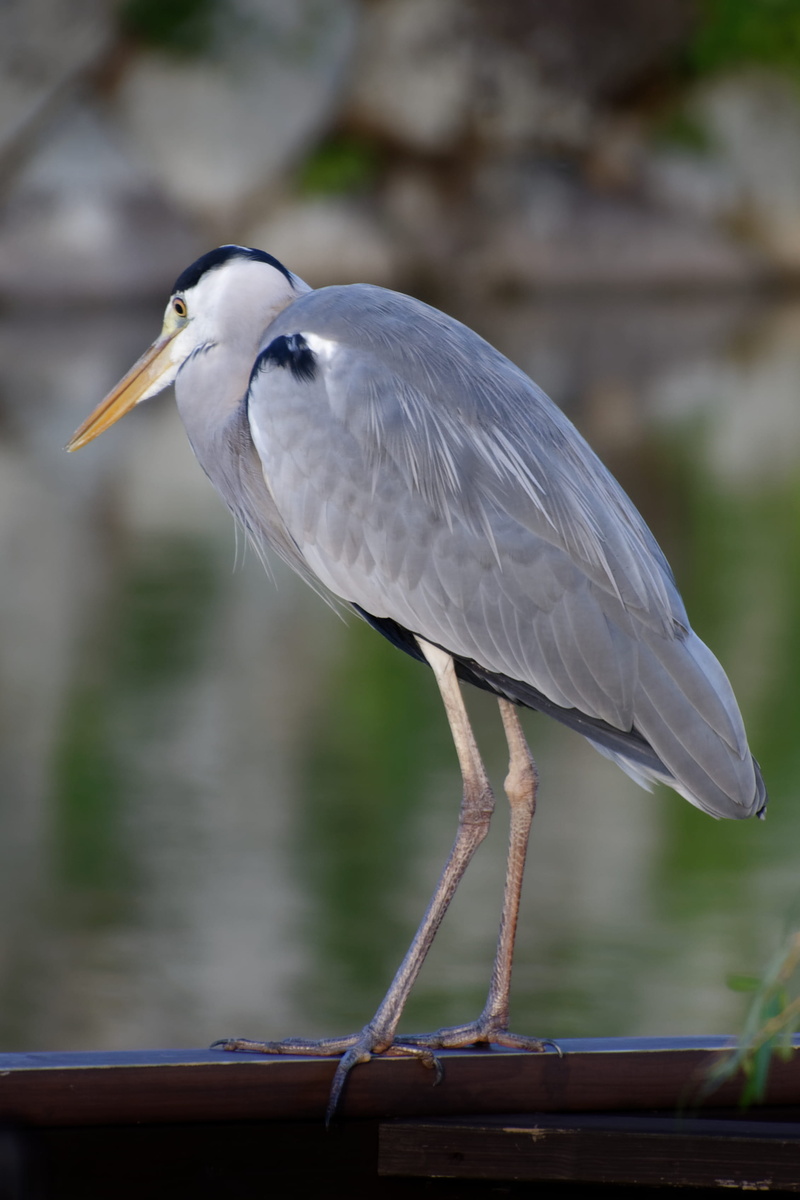 beak, animal, focus on foreground, heron, side view, no people, japan, seagull, animals in the wild, one animal, animal wildlife, leg, perching, vertebrate
