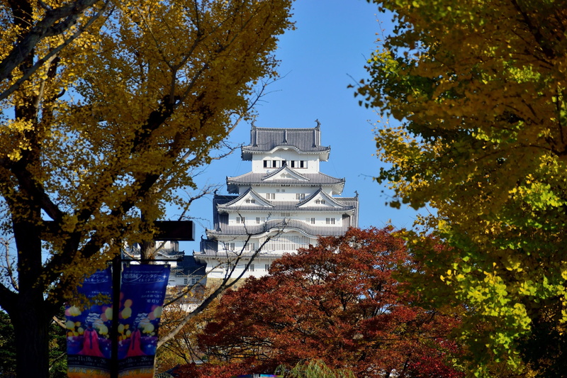 tree, architecture, no people, 2K, growth, outdoors, heritage, autumn, japan, asia, religion, building exterior, low angle view, day, change, plant, belief