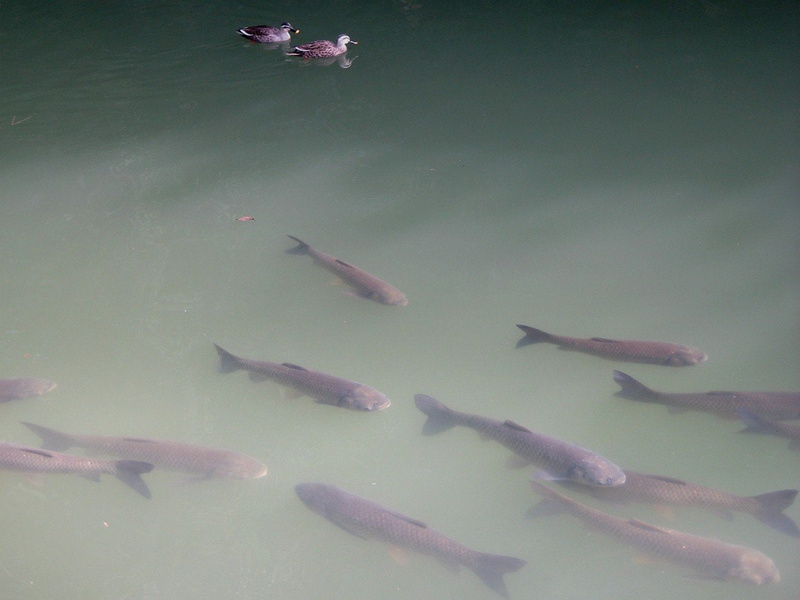 Ripples, duck, Koi, water, Japan, 720P, Himeji Castle