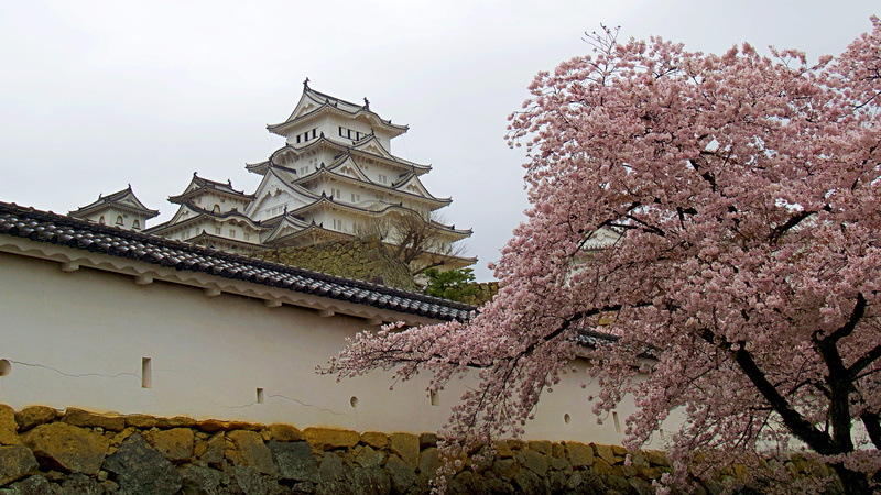 4K, cherry blossom, japan, nature, building exterior, plant, himeji castle, no people, flower, himeji-shi, spirituality, blossom, belief, built structure