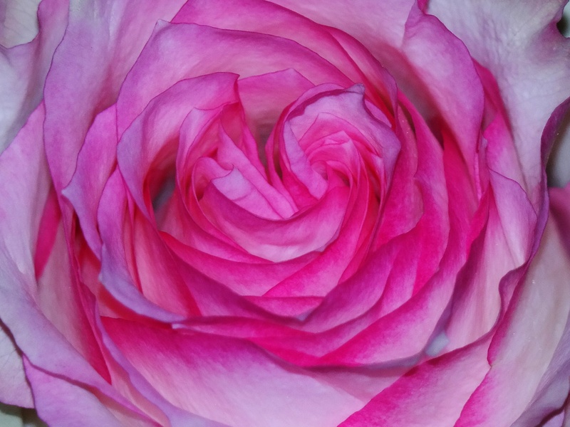 plant, pink, flowering plant, no people, beauty, flower arrangement, petals, valentines day, flower head, beauty in nature, tender, rose bloom, petaled