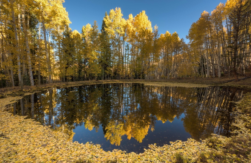 tranquil scene, forest, trees, green, beauty in nature, change, yellow, scenics - nature, water, no people, 1080P, leafed, waterfront, tranquility, pond