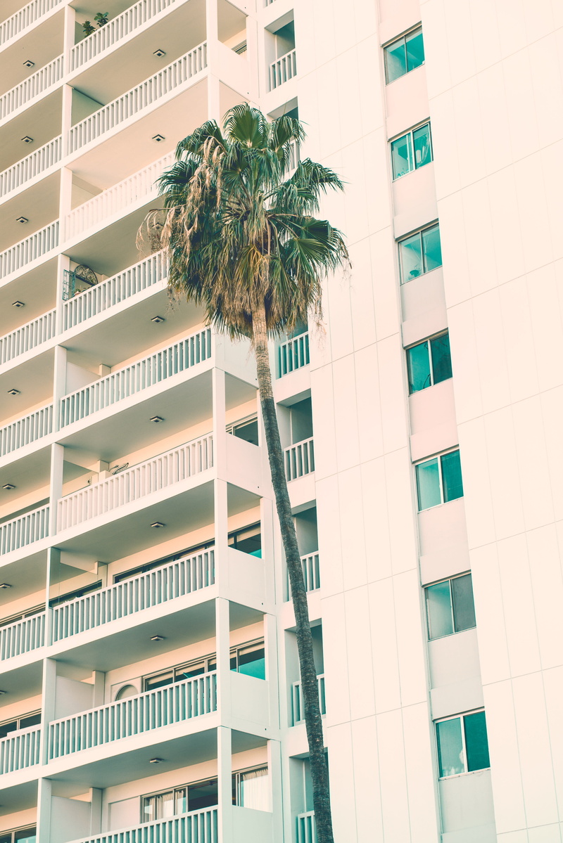 palm, palm leaf, near, no people, warm weather, office building exterior, skyscraper, white, modern, high, tropical climate, outdoors, day, daytime, coconut