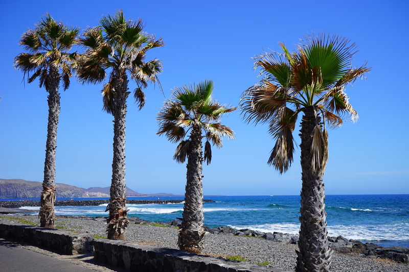 swim, tree, land, plant, promenade, playa de las americas, horizon, horizon over water, beauty in nature, sea, nature, sand beach, coconut palm tree, tranquility