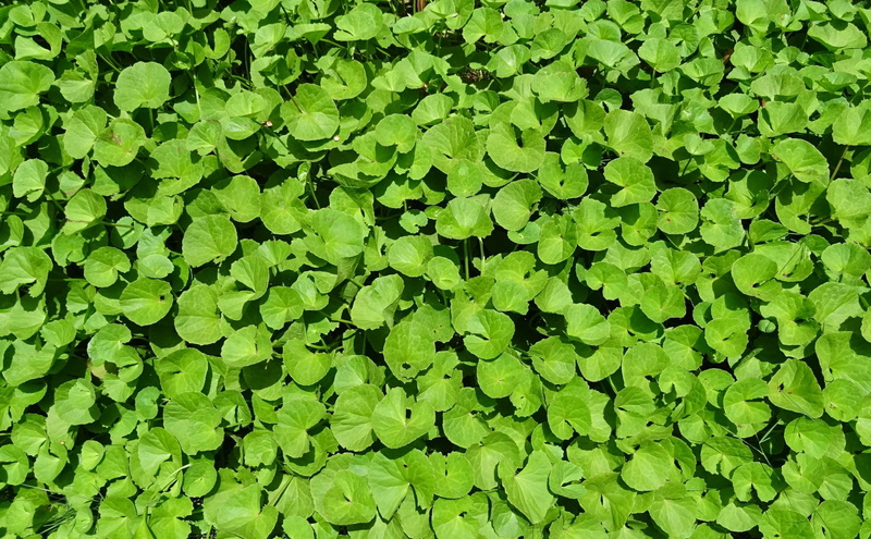 green color, clover, brahmi soppu, abundance, freshness, ayurveda, gadde baraga, leaf, day, alternative, apiaceae, water, 2K, high angle view, brahmi