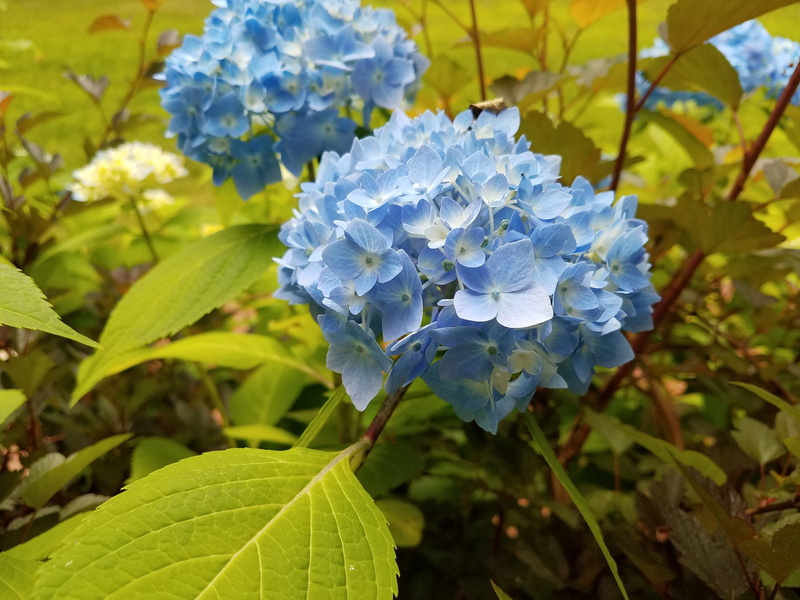 plant, beauty in nature, leaf, architecture, petal, bubble, flower, day, industry, 4K, travel, hydro, essence, energy, no people, cosmetic, electric, summer