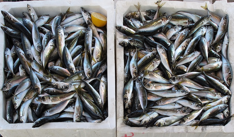 two, fishing industry, market, white, fish market, school, large group of objects, sea animals, food and drink, no people, animal, vertebrate, fischer