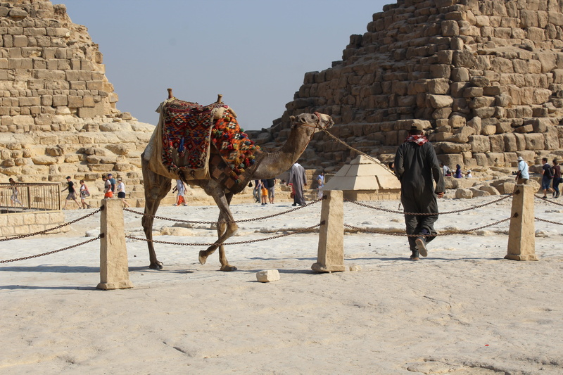 mammal, pyramid, herbivorous, climate, civilization, nature, egyptology, architecture, giza, desert, day, egypt, sky, pets, domestic animals, egyptian