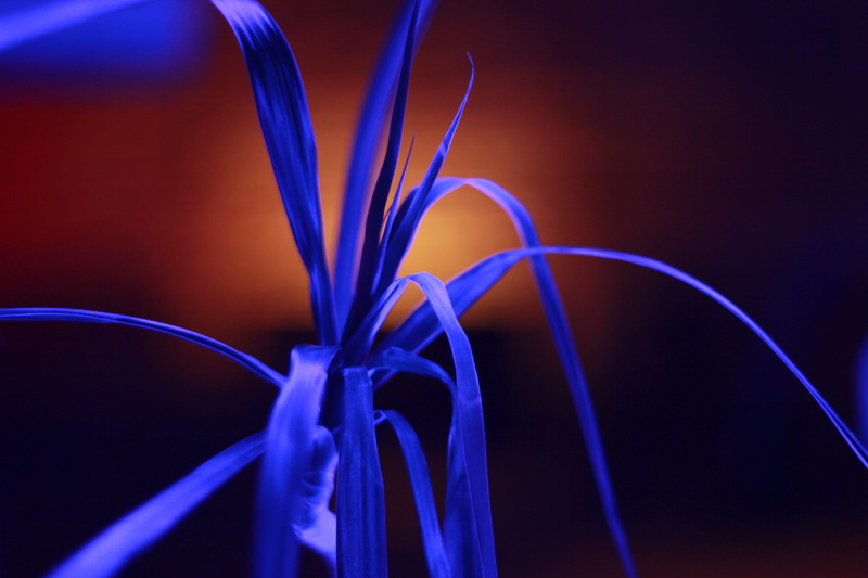 club, background, night, purple, flower, 2K, colored, no people, close-up, fluorescent, computer network, cable, fluorescence, colorful, indoors, dark